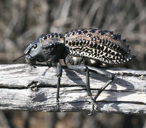 Genus Gagatophorus · iNaturalist
