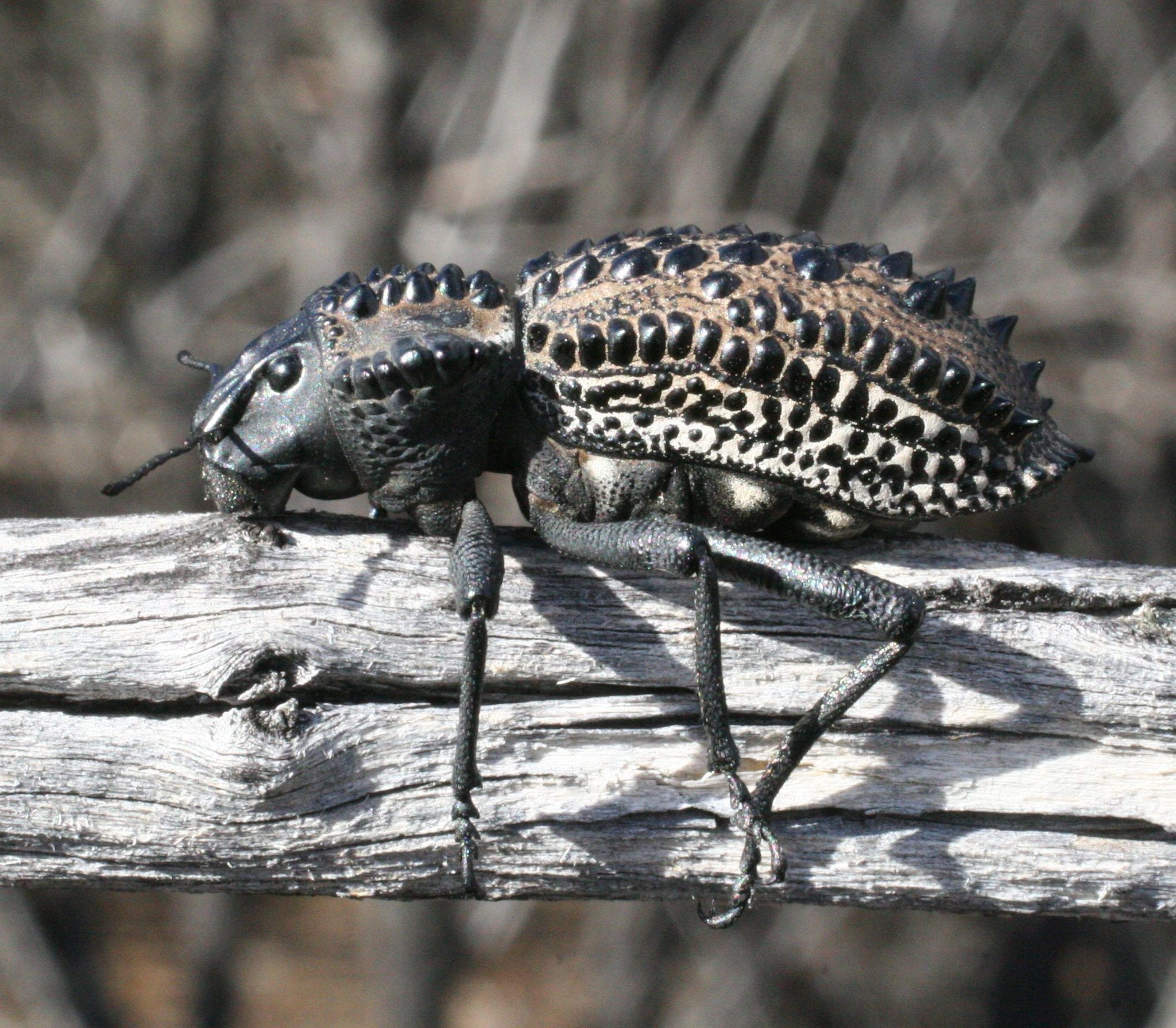 Genus Gagatophorus · iNaturalist
