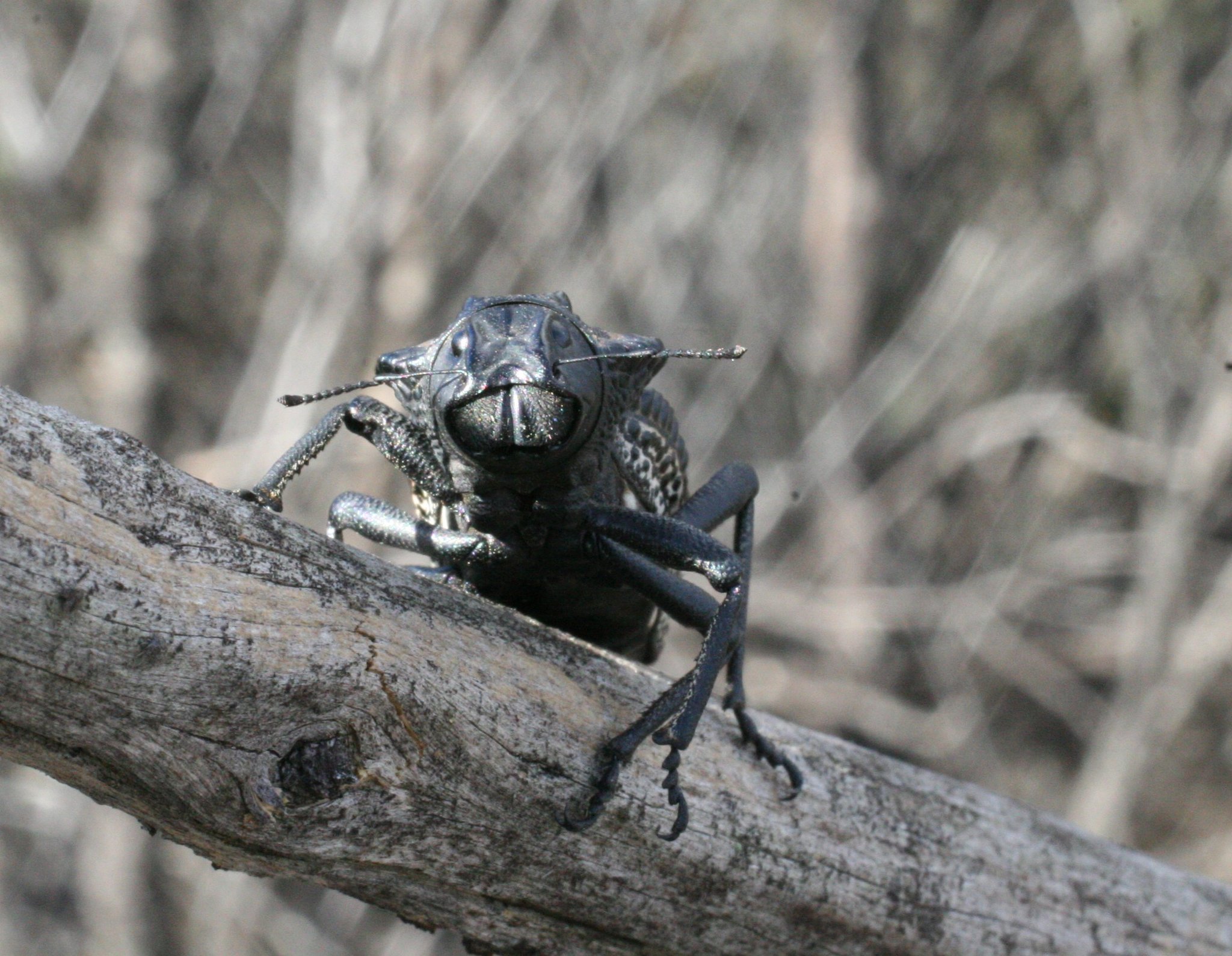 Photos of Gagatophorus draco · iNaturalist