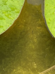 Leucaspius delineatus