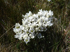 Gentianella muelleriana alpestris