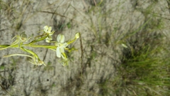 Habenaria ambositrana