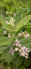 Calotropis gigantea