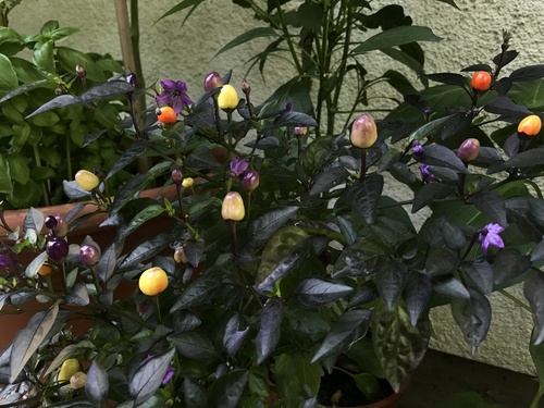 Capsicum frutescens iNat (2)