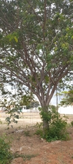 Albizia lebbeck