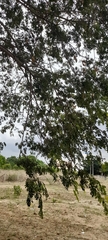Albizia lebbeck