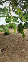 Albizia lebbeck