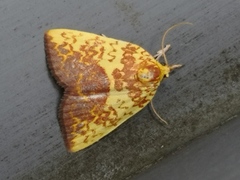 Siglophora ferreilutea