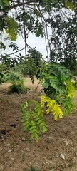 Albizia lebbeck