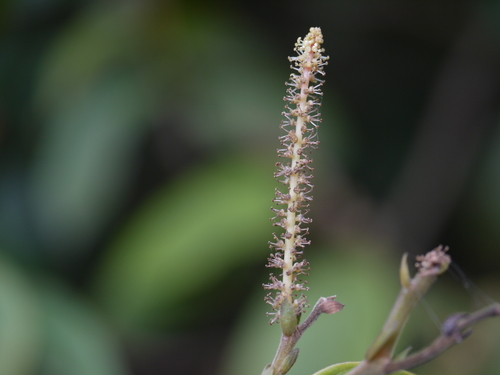 Antidesma montanum Blume