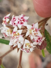 Commersonia breviseta