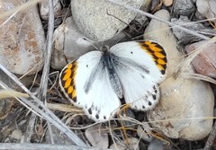 Colotis evagore