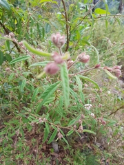 Commersonia breviseta