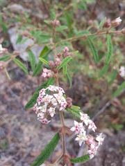 Commersonia breviseta