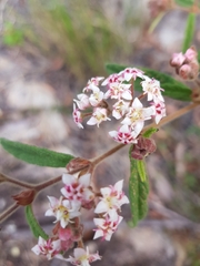 Commersonia breviseta