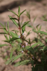 Dyschoriste nagchana