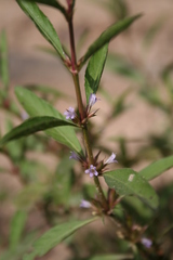 Dyschoriste nagchana