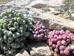 Conophytum uviforme subincanum