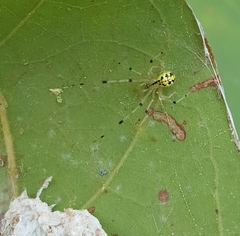 Phylloneta pictipes