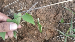 Dioscorea heteropoda