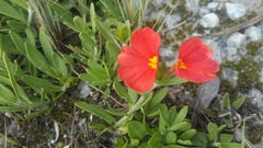Crossandra grandidieri