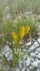 Dioscorea hexagona