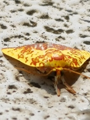 Siglophora ferreilutea