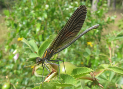 Calopteryx virgo