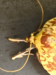 Siglophora ferreilutea