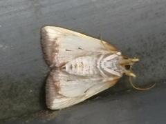 Siglophora ferreilutea