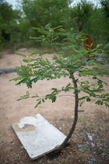 Colutea arborescens