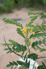 Colutea arborescens
