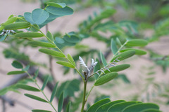 Colutea arborescens
