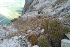 Mammillaria mazatlanensis