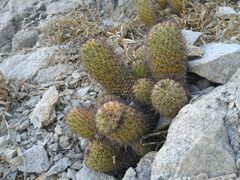 Mammillaria mazatlanensis