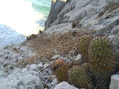 Mammillaria mazatlanensis