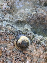 Littorina saxatilis