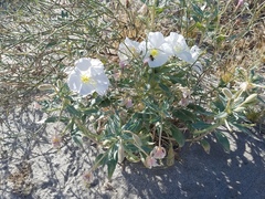 Oenothera deltoides