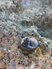 Littorina saxatilis