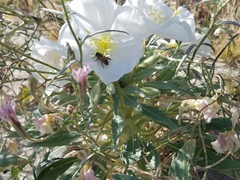 Oenothera deltoides