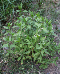 Dysphania ambrosioides
