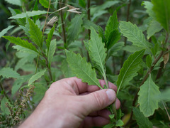 Dysphania ambrosioides