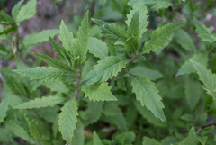 Dysphania ambrosioides