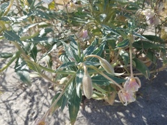 Oenothera deltoides