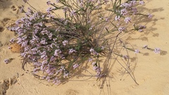 Scholtzia uberiflora