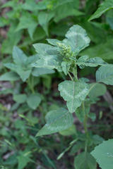 Amaranthus retroflexus