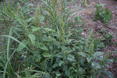Amaranthus retroflexus