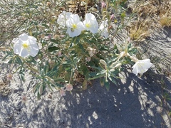 Oenothera deltoides
