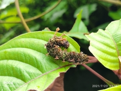 Moduza procris undifragus