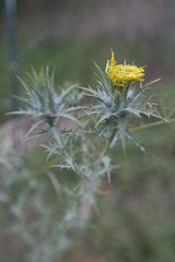Carthamus lanatus